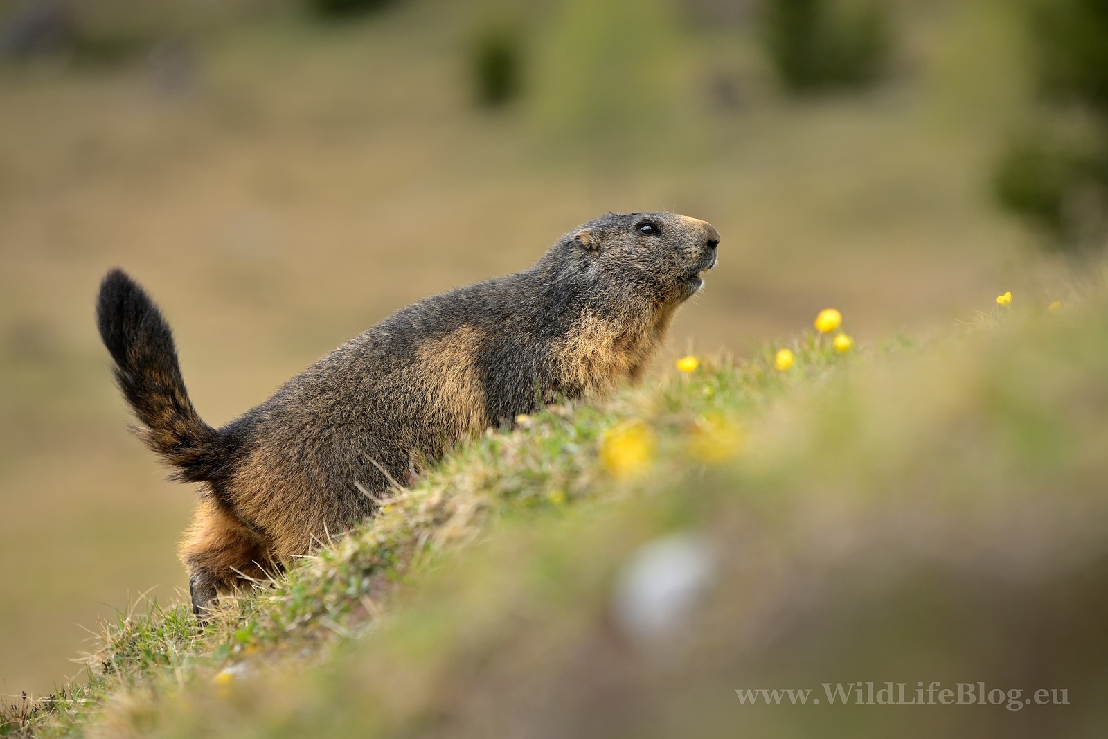 Svišť vrchovský ( lat. Marmota marmota )