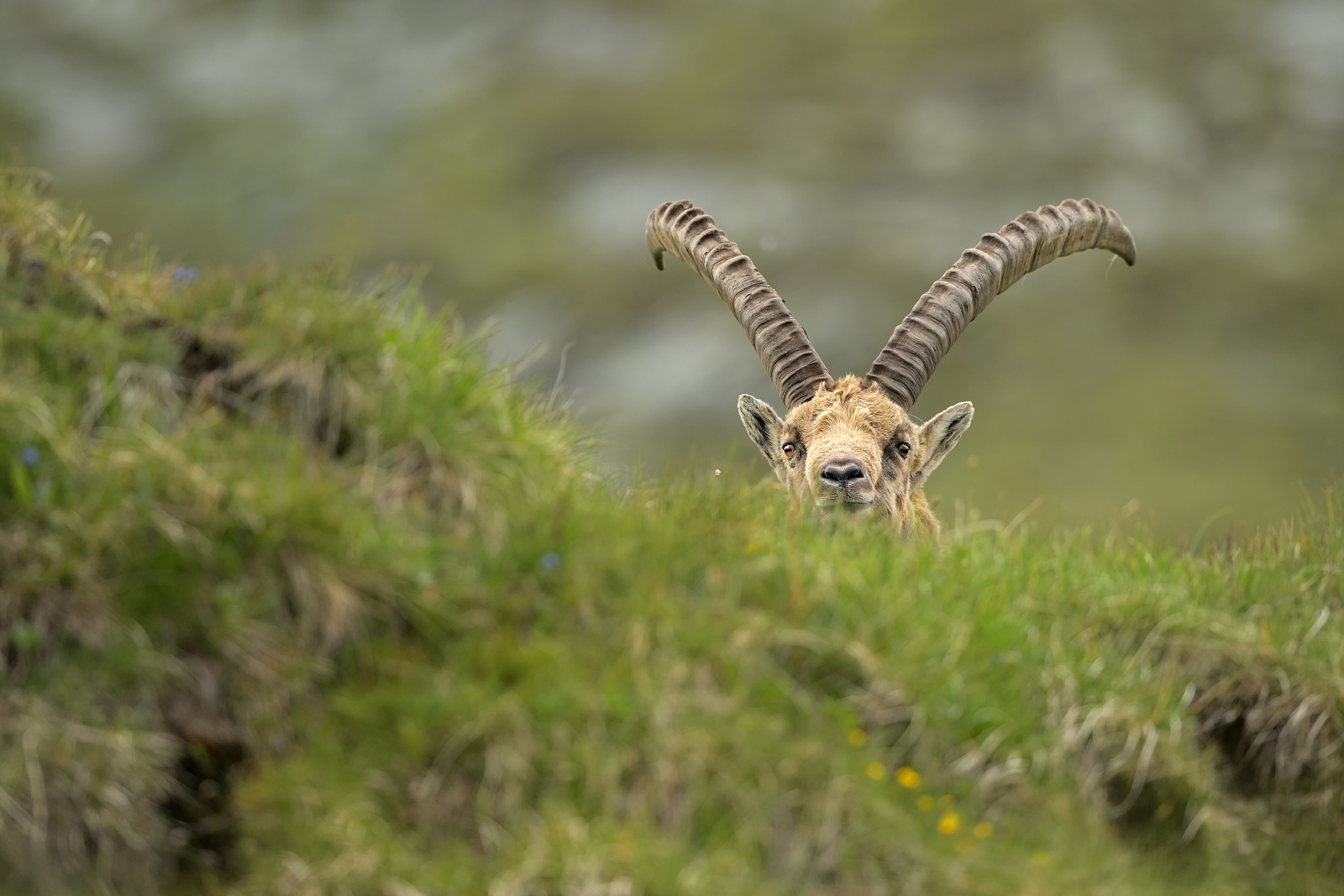 Kozorožec alpský ( lat. Capra ibex)
