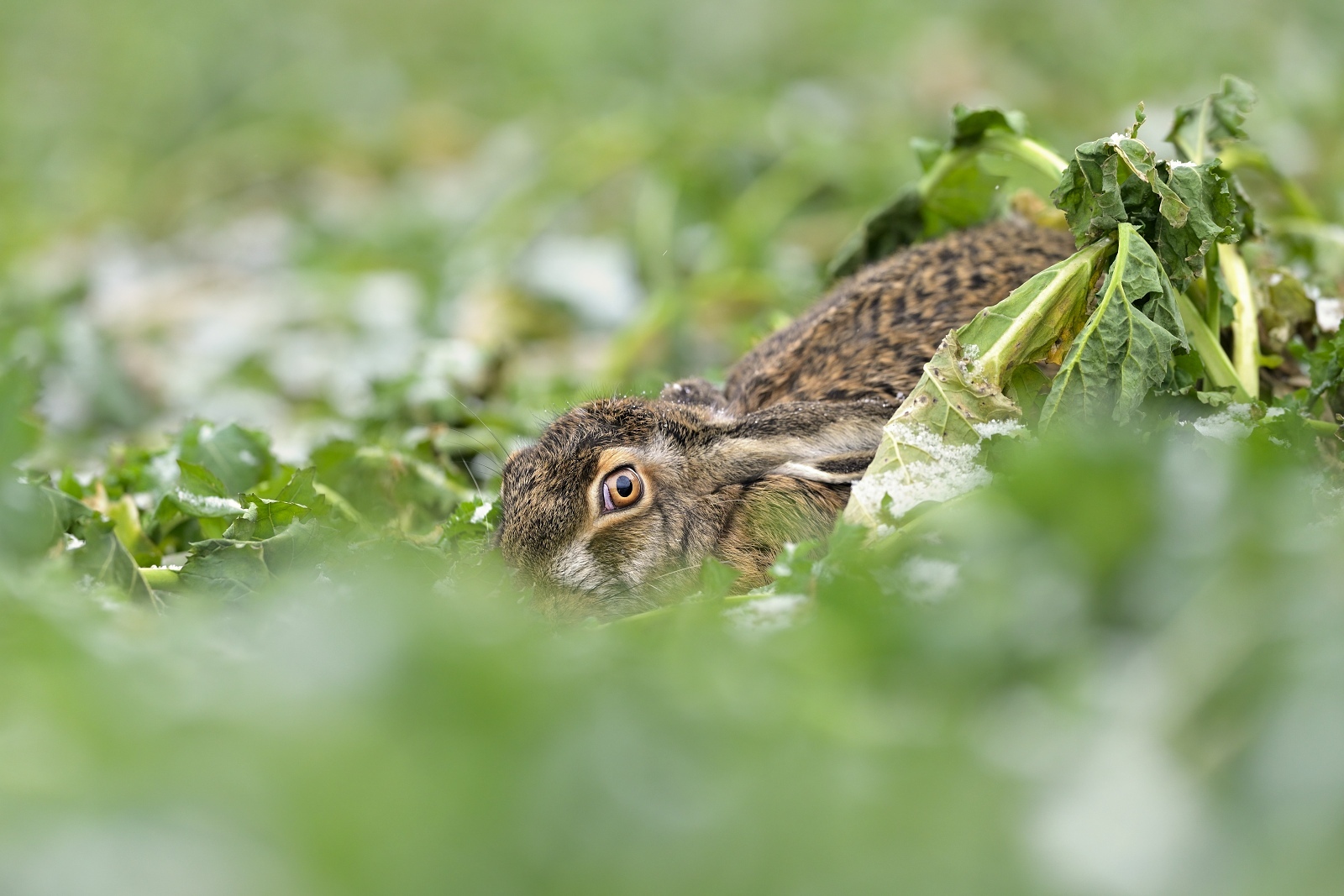 Zajac poľný (lat. Lepus europaeus)