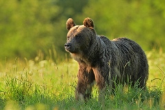 Medveď hnedý ( lat. Ursus arctos )