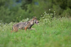 Vlk dravý ( lat. Canis lupus )