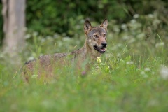 Vlk dravý ( lat. Canis lupus )