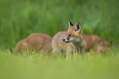 Líška hrdzavá ( lat. Vulpes vulpes)