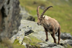 Kozorožec alpský ( lat. Capra ibex)